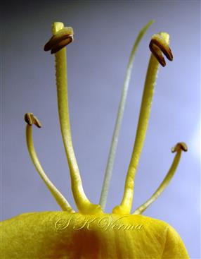  Didynamous Stamens and Pistil